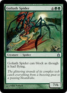 Goliath Spider/̂̒w-URA[420328]